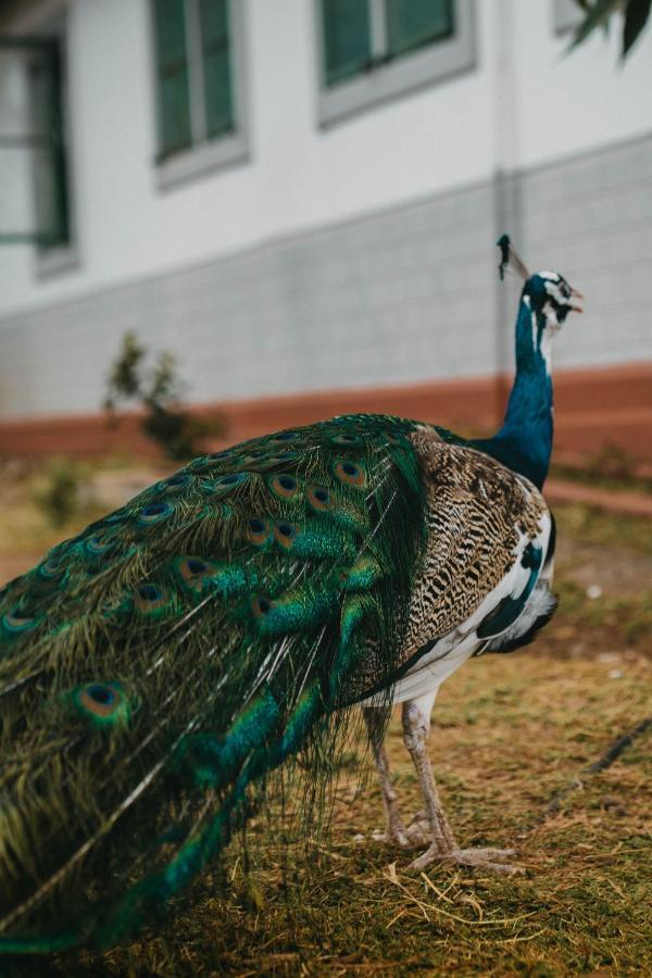 Saab Royale Resort Kajiado Zewnętrze zdjęcie